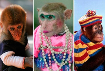 в чем встречать год обезьяны 2016