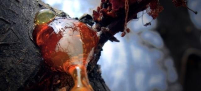 Происхождение янтаря