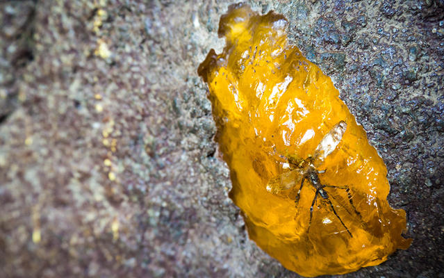 Про цікаве! Як відрізнити натуральний бурштин від штучного