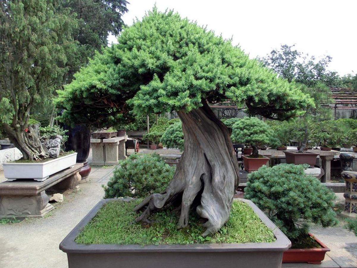 Дерево бонсай