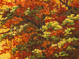 Пейзаж «Стежка в осінь»