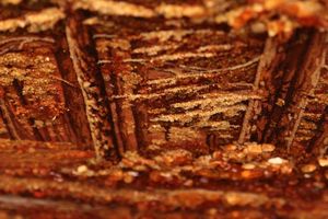 Пейзаж «Хвойный лес. Солнечный день» (Иван&nbsp;Шишкин)