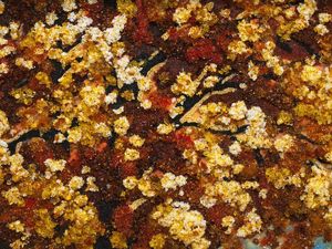 Пейзаж «Осенние дорожки Царского села»