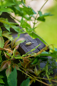 Серебряный кулон с янтарем «Корин»