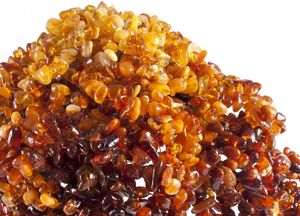 Дерево Бонсай