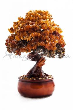Бурштинове дерево Бонсай